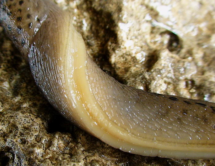 Variazioni di colore in Limax sp da Cassino